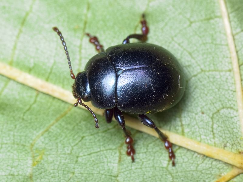 Chrysolina sturmi polonica (Weise, 1884)